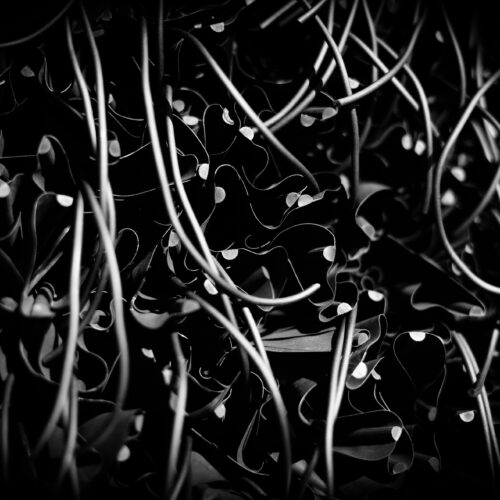 Black Flowers MH17
