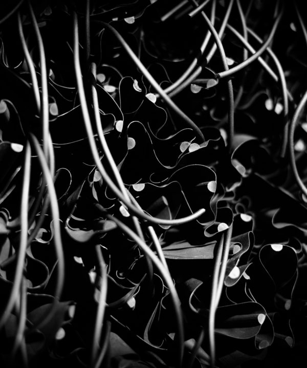 Black Flowers MH17