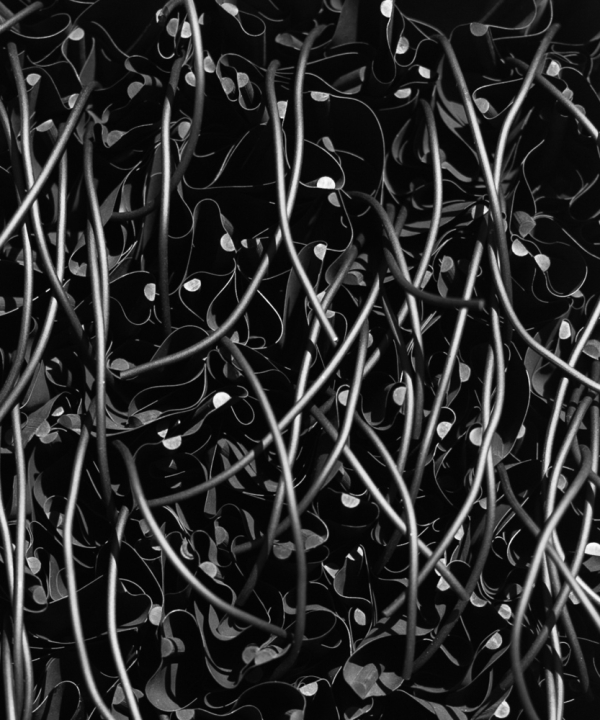 Black_FlowesMH17